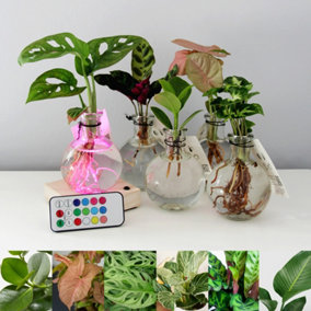 Hydroponic Houseplant Arrangement - Mixed Evergreen Varieties in Glass Vase - with Colour Changing Light Up Base & Remote