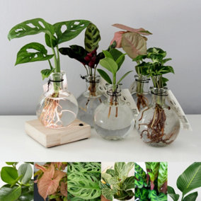 Hydroponic Houseplant Arrangement - Mixed Evergreen Varieties in Glass Vase - With Light Up Wooden Base
