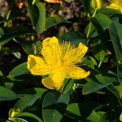 Hypericum calycinum 1 Litre Potted Plant x 1