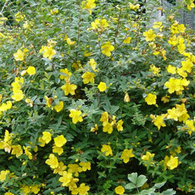 Hypericum Hidcote Garden Plant - Bright Yellow Flowers, Compact Size, Hardy (15-30cm Height Including Pot)