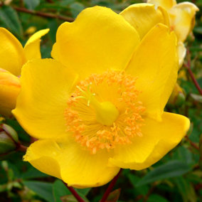 Hypericum Hidcote Garden Plant - Golden Yellow Blooms, Compact Size (15-30cm Height Including Pot)
