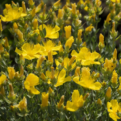 Hypericum polyphyllum 'Grandiflorum' - 2x Plants and 2x Pots & Compost ...