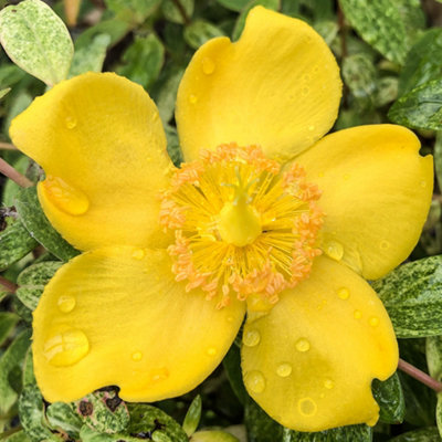 Hypericum Radiance Garden Shrub - Bright Yellow Blooms | £11.99 at B&Q