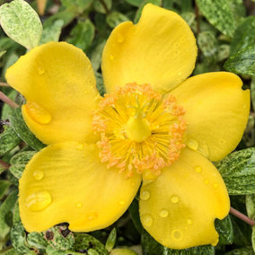 Hypericum Radiance Garden Shrub - Bright Yellow Blooms