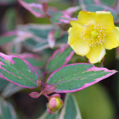 Hypericum Tricolor Garden Plant - Colorful Variegated Leaves, Compact ...