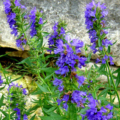 Hyssop Blue (10-20cm Height Including Pot) Garden Plant - Fragrant Perennial, Compact Size