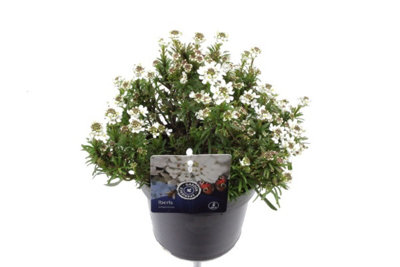 Iberis Semp Fischbeck, 13cm Pot Size, 25cm Tall, Candytuft, Indoor