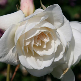 Iceberg Rose Bush White Flowering Roses Floribunda Rose 4L Pot