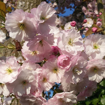 Ichiyo Cherry Blossom Tree Prunus Outdoor Ornamental Tree 12L Pot 1.2m ...