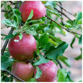 Idared Apple Tree 3-4ft in a 6L Pot, Ready To Fruit,Mild Flavour, Late Season 3FATPIGS