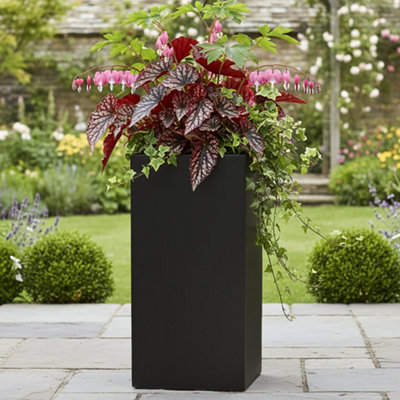 buy peony plants The Peony main image 0