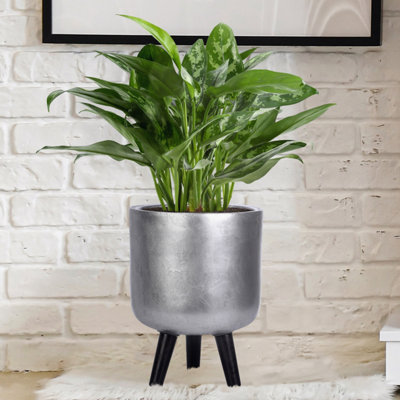 aglaonema camo stripe Aglaonema Pictum Tricolor