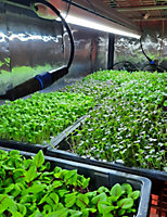 IHS Treviso LED Horticultural Grow Light