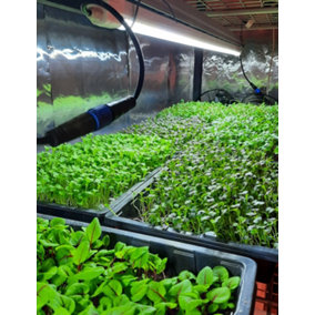 IHS Treviso LED Horticultural Grow Light