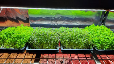 B&q grow lights sales