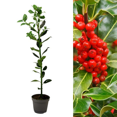 Ilex J C Van Tol - Self-Fertile Female English Holly - Garden Plants