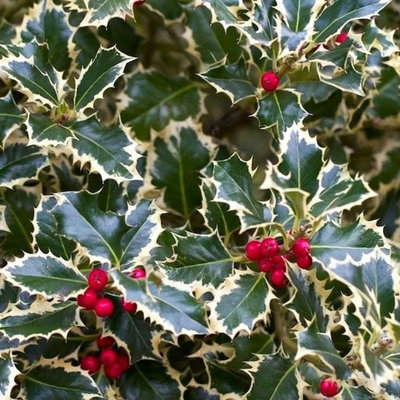 Ilex aquifolium New Silver in 9cm Pot - Variegated Holly Plant - Evergreen Shrub
