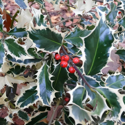 Ilex aquifolium New Silver in 9cm Pot - Variegated Holly Plant - Evergreen Shrub - 3