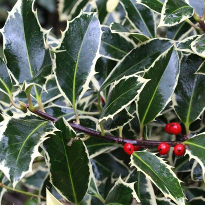 Ilex aquifolium New Silver in 9cm Pot - Variegated Holly Plant - Evergreen Shrub - 4