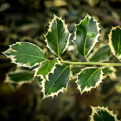 Ilex aquifolium New Silver in 9cm Pot - Variegated Holly Plant - Evergreen Shrub - 5