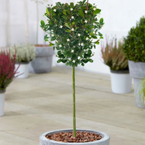 Ilex Blue Prince Patio Tree - Stunning Variety, Ideal for UK Gardens, Compact Size (2-3ft)