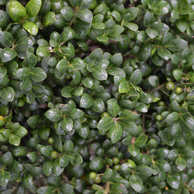 Ilex crenata 'Green Hedge' 9cm (Pack of 25)