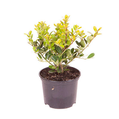 Ilex crenata 'Green Hedge' 9cm (Pack of 25) - 3