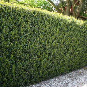 Ilex crenata 'Green Hedge' in 9cm pot Hedging Plant for Gardens Perfect for Creating Secret Gardens