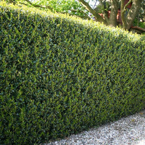 Ilex crenata 'Green Hedge' in 9cm pot Hedging Plant for Gardens