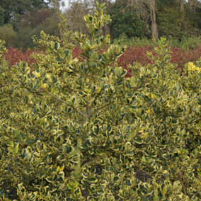 Ilex Golden King Garden Plant - Variegated Foliage, Compact Size (20-30cm Height Including Pot)