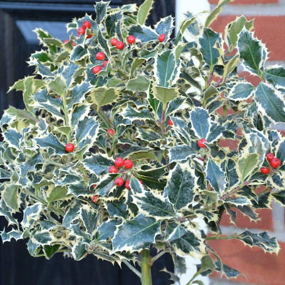 Ilex (Holly) aquifolium Argentea Marginata 9cm Potted Plant x 1