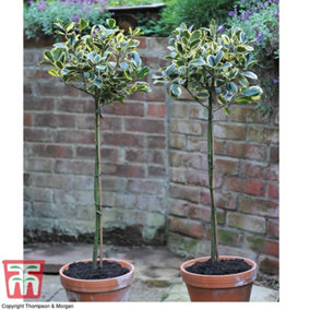 Ilex (Holly) Golden King Standard 17cm Potted Plant x 2