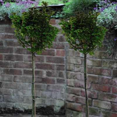 Ilex (Standard) Little Rascal (2 Year Old) 1.5 Litre Potted Plant x 1