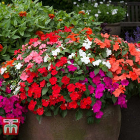Impatiens Busy Lizzie Beacon Mix 6 Plug Plants