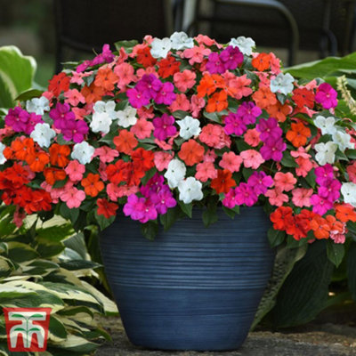 Impatiens (Busy Lizzie) Beacon Mixed 1 Seed Packet (25 Seeds)