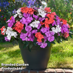 Impatiens (Busy Lizzie) Pearl Island - 6 Plug Plants - Summer Garden Colour, Ideal for Hanging Baskets