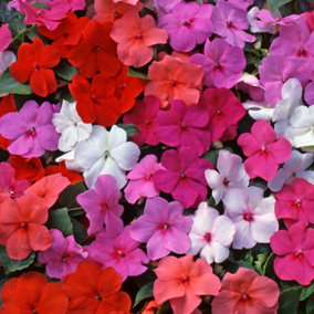 Impatiens Mix Busy Lizzie Flower Colourful Garden Ready Bedding Plants 6 Pack