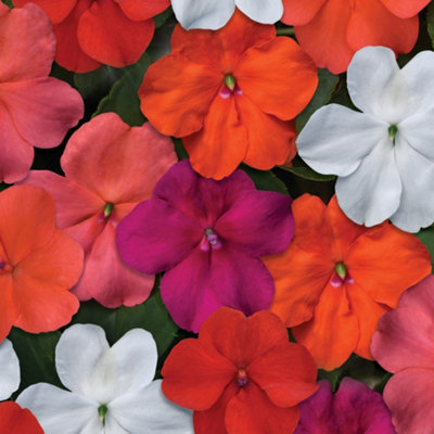 Impatiens Mix Busy Lizzie Flower Colourful Garden Ready Bedding Plants 6 Pack