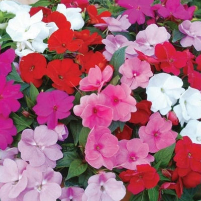 Impatiens Mix Busy Lizzie Flower Colourful Garden Ready Bedding Plants 6 Pack - 3