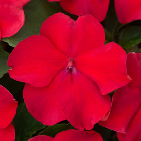 Impatiens Red Busy Lizzie Flower Colourful Garden Ready Bedding Plants 6 Pack