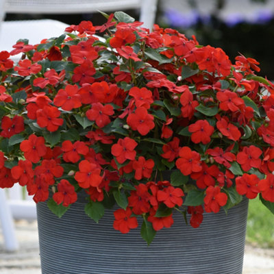 Impatiens Red Busy Lizzie Flower Colourful Garden Ready Bedding Plants 6 Pack