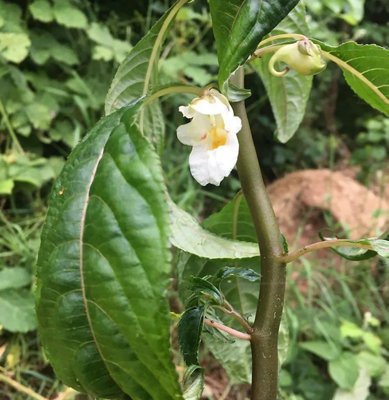 banana tree plant Banana Plant ‘Kokopo’ For Sale – Logee's Plants main image 1