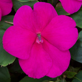Impatiens Violet Busy Lizzie Flower Mixed Garden Ready Bedding Plants 6 Pack