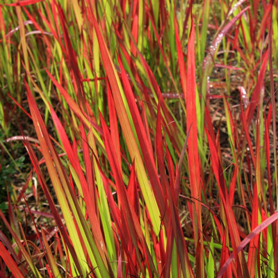 Imperata Blood Grass 'Red Baron' 1 Plant in 9cm Pot - Decorative Grass for Gardens