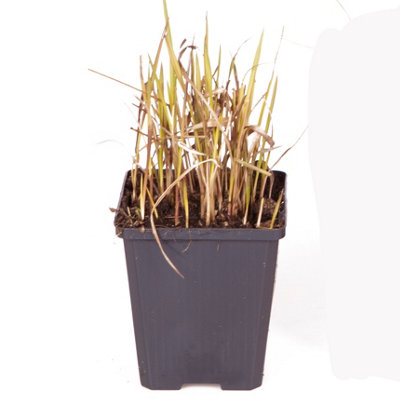 Imperata Blood Grass 'Red Baron' 1 Plant in 9cm Pot - Decorative Grass for Gardens - 6