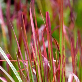Imperata cylindrica in 9cm Pot - Japanese Blood Grass - Striking Red Ornamental Grass