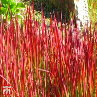 Imperata Grass Red Baron - Potted Plant x 3