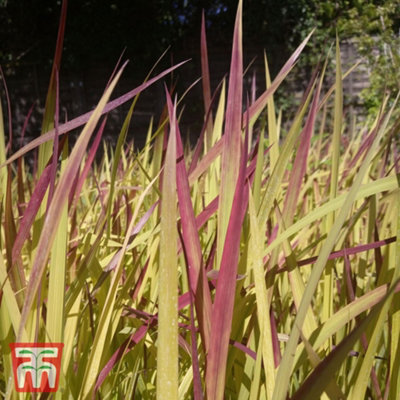 Imperata Grass Red Baron - Potted Plant x 3