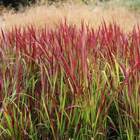 Imperata Red Baron Garden Plant - Striking Red Foliage, Compact Size (20-30cm Height Including Pot)