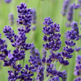 Imperial Gem Lavender Shrub Plant Lavandula Angustifolia 2L Pot
